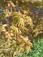 Acer palmatum cv Hoshi Kuzu (fam Aceracees) (Photo F. Mrugala) (4)